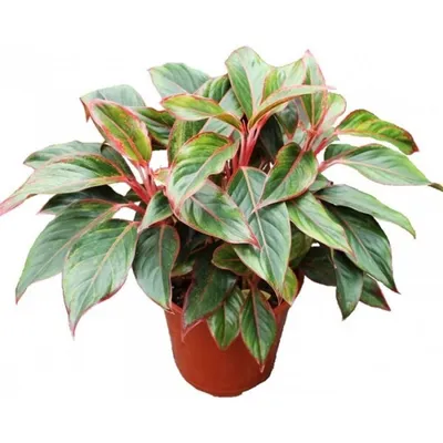 Поставщики Aglaonema Ruyi - Aglaonema Ruyi Оптовая продажа - PLANT FUN