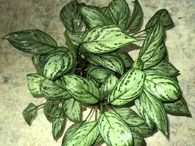 Аглаонема (Aglaonema). | ВКонтакте