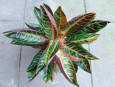 Aglaonema ariana - разновидность аглаонемы с красными и зелеными листьями,  которую легко выращивать, поскольку она дает большое количество побегов. |  Премиум Фото