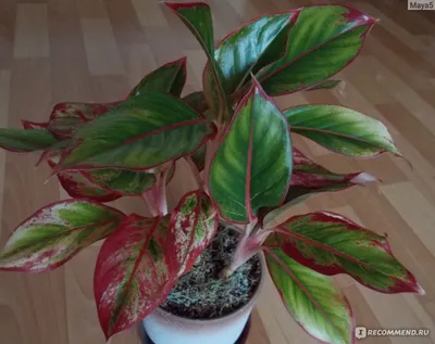 Aglaonema China Red Поставщики - Aglaonema China Red Оптовая продажа -  PLANT FUN