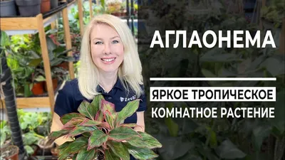 Аглаонема Джубайли - купить в интернет-магазине FreshPlants.ru с доставкой  по Москве, области и всей России