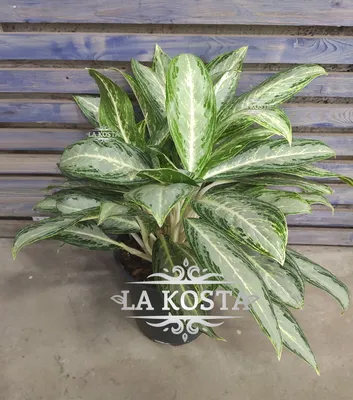 Аглаонема Крит ( Aglaonema Crete ) (ID#1858238681), цена: 550 ₴, купить на  Prom.ua