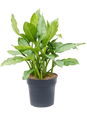 АГЛАОНЕМА ФРИДМАН ДИАМЕТР 35 СМ ВЫСОТА 80 СМ: редкое лиственное тропическое  растение из Индии 🌿 Greendekor