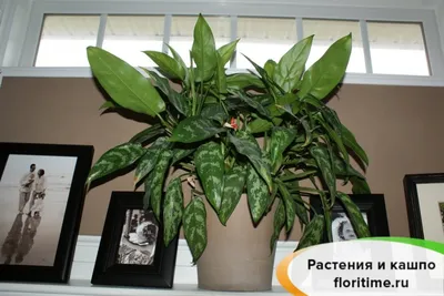 Комнатные растения в горшках Roots Flowers Аглаонема Фридман d17 — купить в  интернет-магазине по низкой цене на Яндекс Маркете