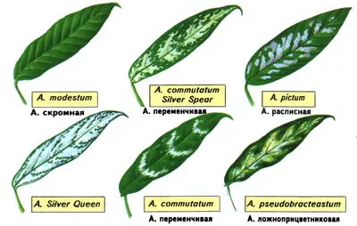 Аглаонема (Aglaonema) - виды, выращивание и уход в домашних условиях