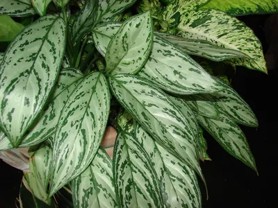 Аглаонема изменённая (Aglaonema commutatum) - PictureThis