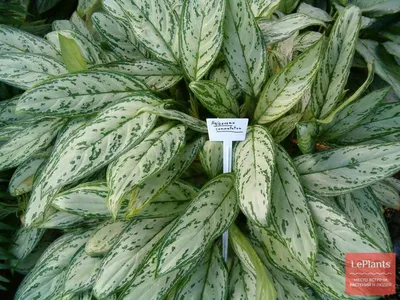 Аглаонема переменчивая (Aglaonema commutatum) — описание, выращивание, фото  | на LePlants.ru