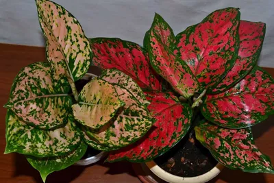 Аглаонема (Aglaonema): уход, фото, виды | Сад и огород / 1ogorod.ru | Дзен