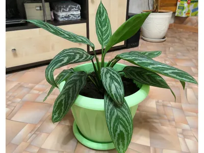 Аглаонема - Aglaonema. Уход за аглаонемой. Описание, фото