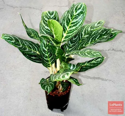 Аглаонема 'Грин Сан' (Aglaonema 'Green Sun') — описание, выращивание, фото  | на LePlants.ru