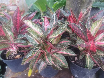 Аглаонема (Aglaonema) - виды, выращивание и уход в домашних условиях