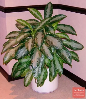 Аглаонема кудрявая (Aglaonema crispum) — описание, выращивание, фото | на  LePlants.ru