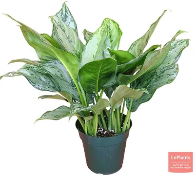 Аглаонема расписная 'Фридман' (Aglaonema pictum 'Freedman') — описание,  выращивание, фото | на LePlants.ru