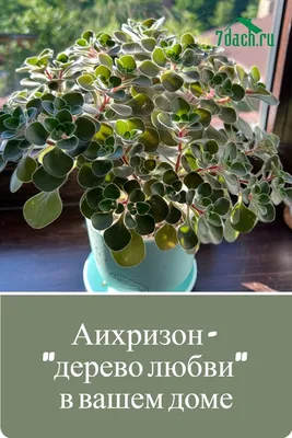 аихризон-дерево любви — купить в Красноярске. Горшечные растения и комнатные  цветы на интернет-аукционе Au.ru