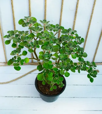 Растение ⌀ 5 Aichryson GOOCHIAE variegata БОльше! (Аихризон): купить c  доставкой почтой 🌸 Адениум дома