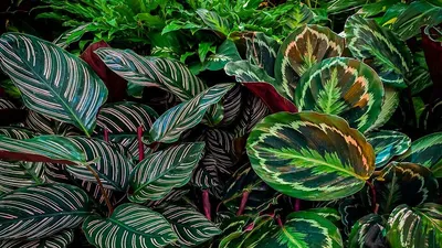 Аихризон: правильный уход, выращивание и пересадка в домашних условиях |  Цветок кактуса, Посадка суккулентов, Однолетние растения