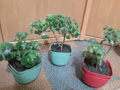 Растение ⌀ 5 Aichryson GOOCHIAE variegata БОльше! (Аихризон): купить c  доставкой почтой 🌸 Адениум дома