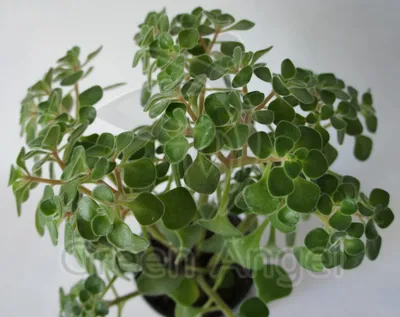 Аихризон / Aichryson - «Самое быстрорастущее растение в моем доме! Аихризон  - то, что нужно начинающему цветоводу!» | отзывы