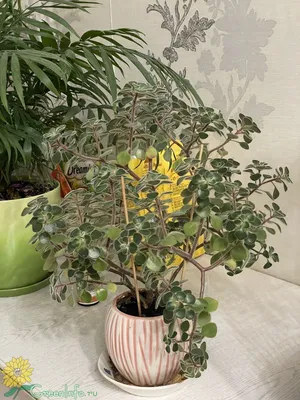 Аихризон – дерево любви: уход в домашних условиях, сорта с фото, приметы и  суеверия о цветке