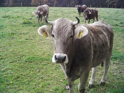 Идеальная корова\" айширской породы живет в Карелии (ФОТО) | СТОЛИЦА на Онего