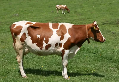 Костромская (порода коров) — Википедия