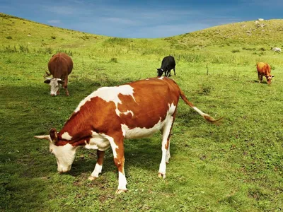 Айрширская молочная порода коров - YouTube