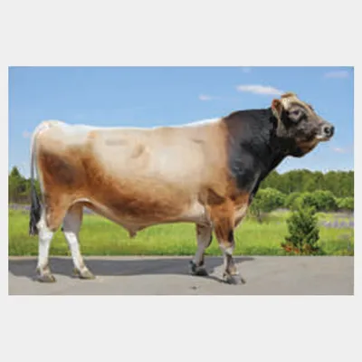 Сегодня открываем новую рубрику: молочные породы коров Айрширская Порода с  пугливым нравом, способна проявлять агрессивность, относится… | Instagram
