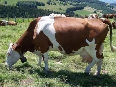 Айрширская порода коров - 70 фото