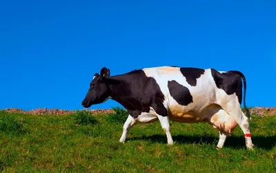 7 самых молочных пород коров 1korm