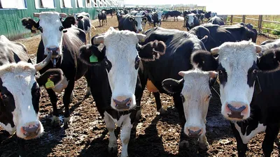Айрширская порода коров - одна из самых выносливых пород в молочной отрасли  | О молоке, селе и ёлках | Дзен