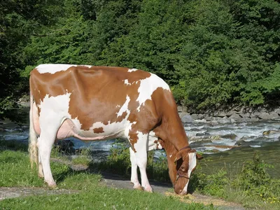 Ярославская порода коров в поле» — создано в Шедевруме