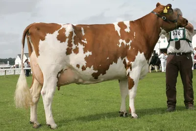 Айрширская порода коров: описание, характеристика, плюсы и минусы