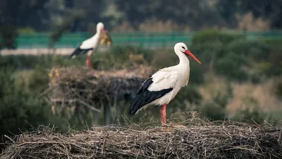 Белый аист - большая птица семейства аистов ciconiidae на гнезде весной |  Премиум Фото
