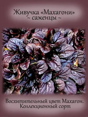 Аюга #7 «Шоколад Чип» (Ajuga reptans \"Chocolate Chips\") купить с доставкой  по Беларуси \"BuonRoza \"