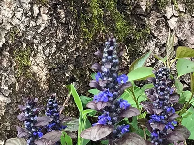 Аюга ползучая Бургунди Глоу (Ajuga reptans Burgundy Glow) купить с  доставкой по Беларуси \"BuonRoza \"