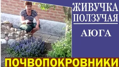 ЖИВУЧКА ПОЛЗУЧАЯ (аюга) | ВКонтакте