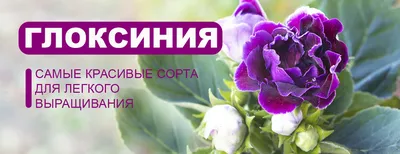 Живучка ползучая Атропурпуреа Ajuga reptans Atropurpurea - купить сорт в  питомнике, саженцы в Санкт-Петербурге