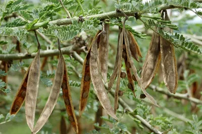 Семена акации / Seeds of acacia (1) | Владимир Абрамчук | Flickr