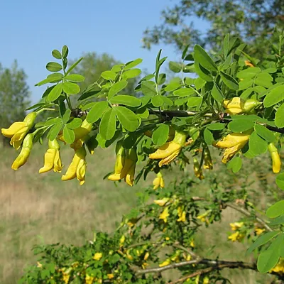 Акация белая семена (20 шт) (Robinia pseudoacacia) робиния обыкновенная  псевдоакация (ID#765872380), цена: 50 ₴, купить на Prom.ua