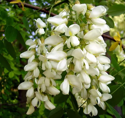 Акация обыкновенная (Robinia pseudoacacia) — купите саженцы в контейнере в  Краснодаре - Прекраснодар — садовый центр в Краснодаре