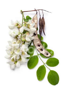 Семена Акация белая (Робиния ложноакациевая) / Robinia pseudoacacia, 60  штук | AliExpress