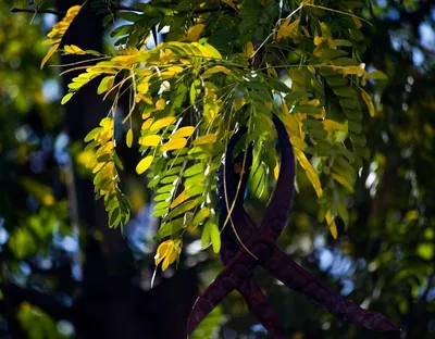 Акация обыкновенная (Robinia pseudoacacia) — купите саженцы в контейнере в  Краснодаре - Прекраснодар — садовый центр в Краснодаре