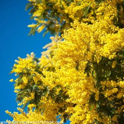 Семена Карагана древовидная желтая акация 20 ШТ | AliExpress