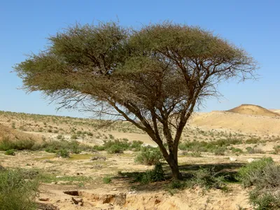 Гледичия семена (20 шт) (Gleditsia triacanthos) трёхколючковая акация  колючая (ID#783931239), цена: 45 ₴, купить на Prom.ua