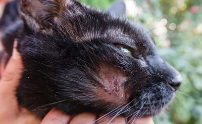 Владельцы этого котика обратились к нам с проблемой черных точек на  подбородке и по линии губ. Поставлен диагноз - АКНЕ Акне кошек… | Instagram