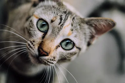 Акне у кошек — причины и лечение в домашних условиях