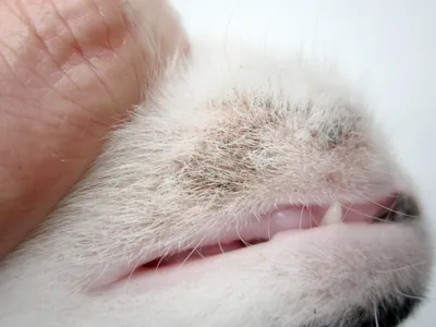 Прыщи и акне у кошек: лечение, фото, причины