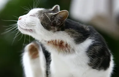 Акне у кошек на подбородке: лечение в домашних условиях