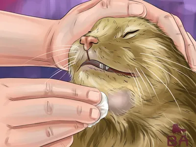 Акне у кошек - причины, лечение прыщей и угрей у кота
