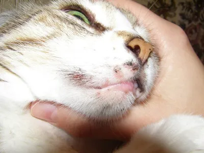Владельцы этого котика обратились к нам с проблемой черных точек на  подбородке и по линии губ. Поставлен диагноз - АКНЕ Акне кошек… | Instagram